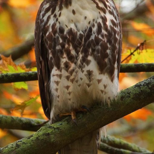konfor alanı düşkünü şahin